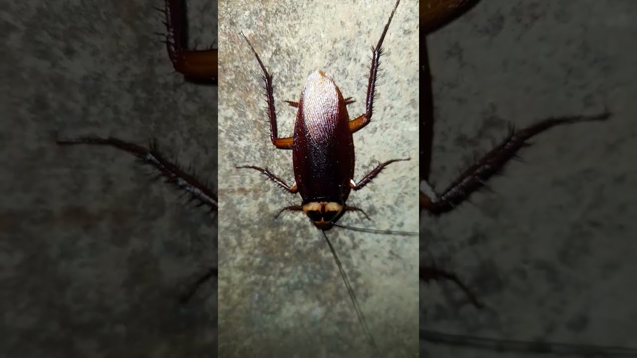  Cockroach Cockroaches Insect Fear Ghost Horrorstory Shorts Viral Ytshorts Reels Wow