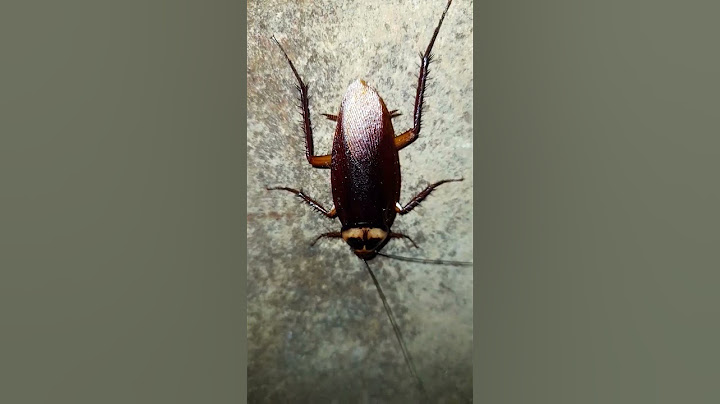 😱🥴 #cockroach #cockroaches #insect #fear #ghost #horrorstory #shorts #viral #ytshorts #reels #wow