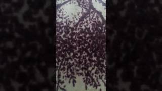 Karumuttai valarchikku 👩part 1 tamil