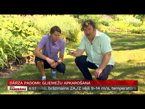 Video: Ko ēd Akvārija Gliemezis?