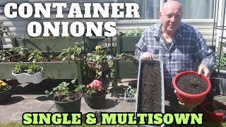 Container Onions Single & Multisown by  Ivans Gardening Allotment UK  2,718 views 4 days ago 10 minutes, 27 seconds