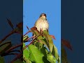 Lejsek šedý, Spotted Flycatcher, Grauschnäpper, Grauwe vliegenvanger, Серая мухоловка