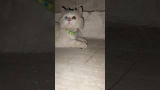 Trending Most Beautiful cat #kitten #kitty #cat #cats #catslovers