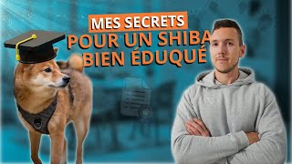 Comment éduquer son Shiba Inu : astuces et résultats garantis !