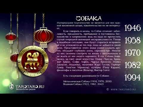 Собака: характеристика знака или год Собаки по восточному (китайскому) гороскопу