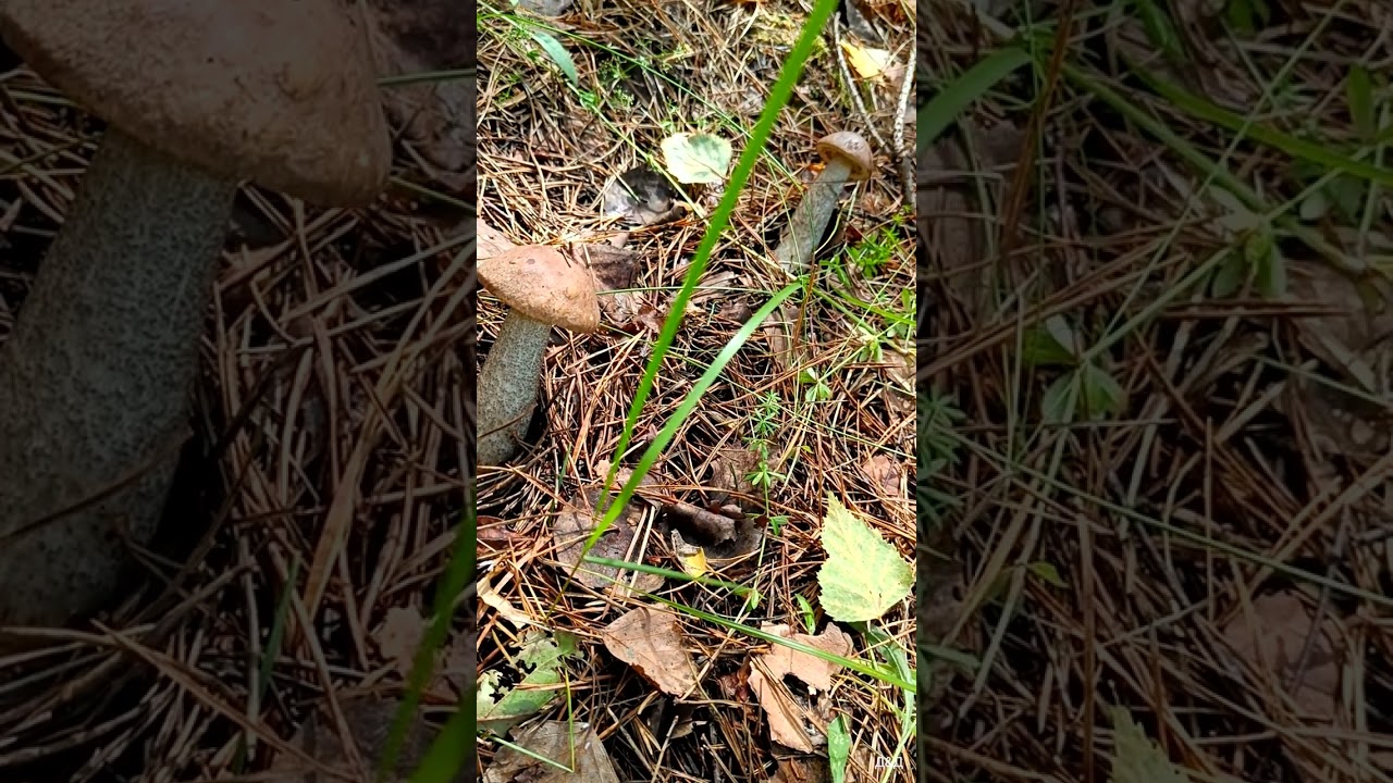 ЛЕС. КАК ДАША И ДЕНИС ЗА ГРИБОМ ХОДИЛИ! 