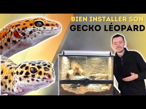 Vidéo: Que faire si votre gecko léopard ne veut pas caca