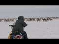 Caribou hunting in canadas arctic arviat nunavut