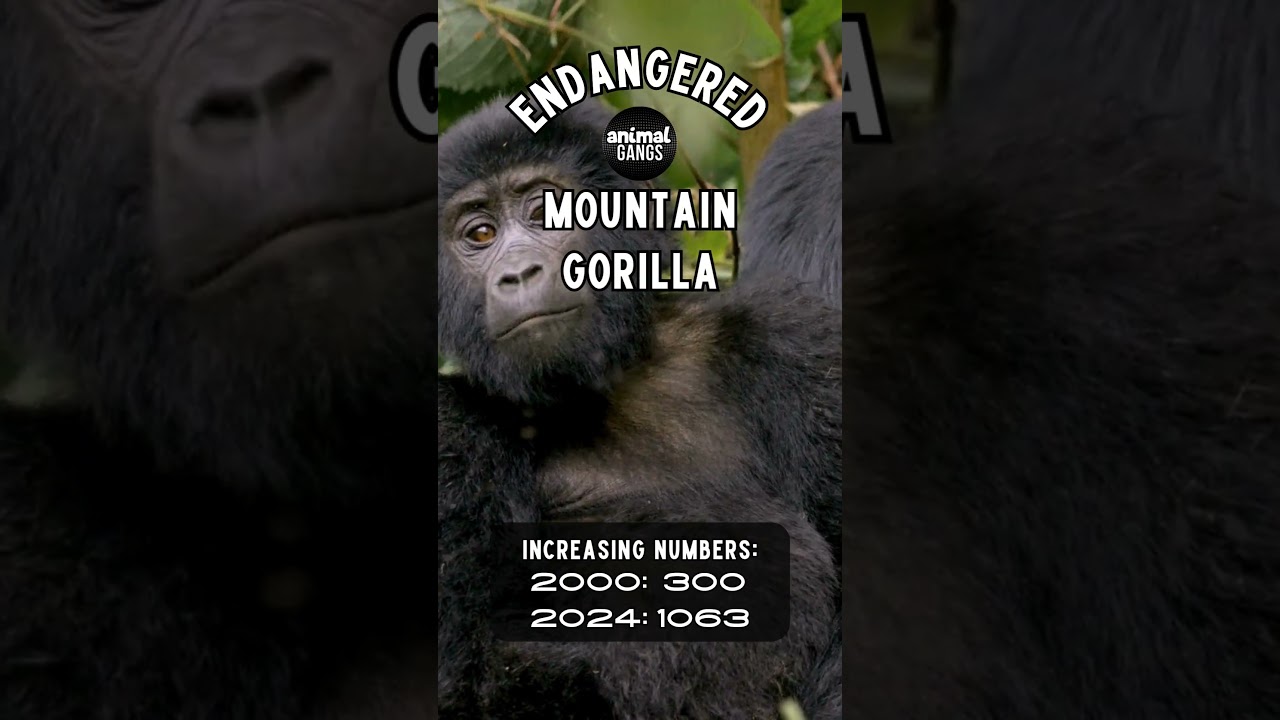 Endangered Animal Gangs: Mountain Gorilla          