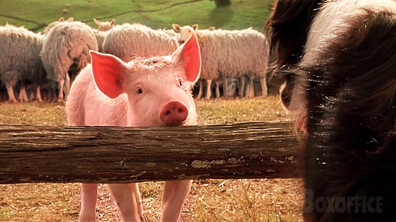 Ein Schweinchen Namens Babe Ganzer Film Deutsch Das Schweinchen Babe lernt ein Schäferhund zu sein | Ein Schweinchen