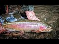 Fishing for big rainbow trouts