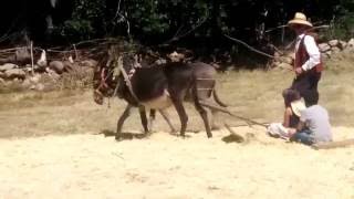 Trilla con burros. Fiesta de la era, Muñogalindo 2016.(2)