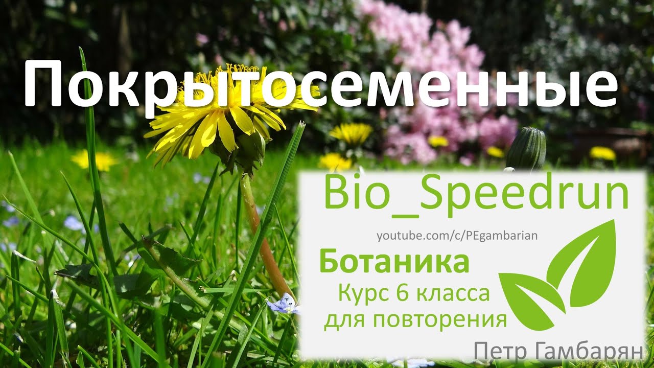 Проекты про ботанику 6 класс Презентация "Ботанические сады России"