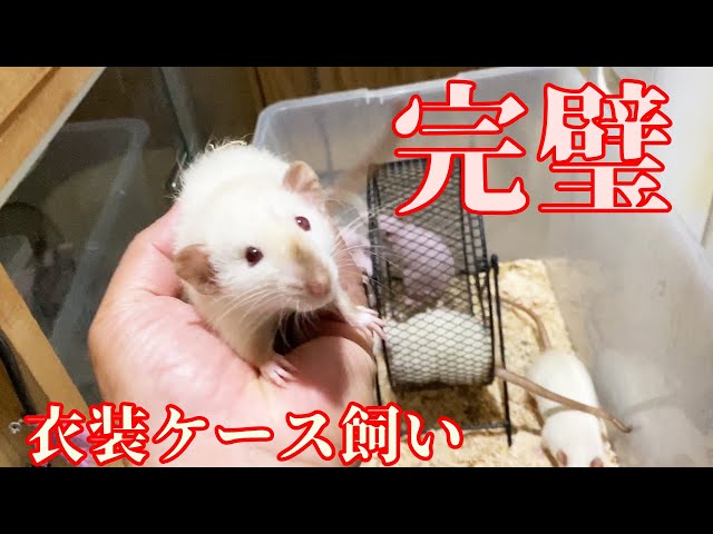 マウス・ラット・ハムスター Lケージ 飼育ケージ (樹脂ケージ マウス・ラット・ハムスター Lケージ 飼育ケージ (樹脂ケージ