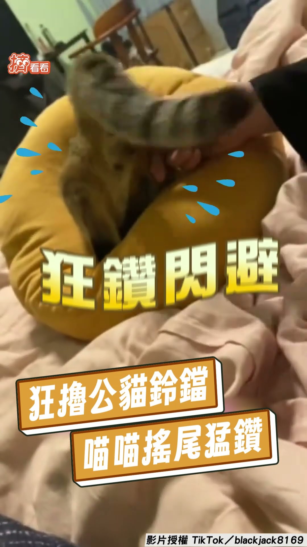 男飼主瘋狂擼爆「公貓鈴鐺」　萌喵爽露肚網笑:不要搗蛋啊｜TVBS新聞@TVBSNEWS01