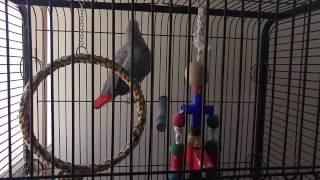 A parrot talks at $ 20 screenshot 5