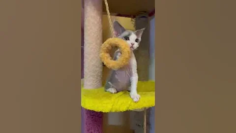 Watch the video about Viskarik is a Devon Rex Kitten in a Blue and White Fur Coat