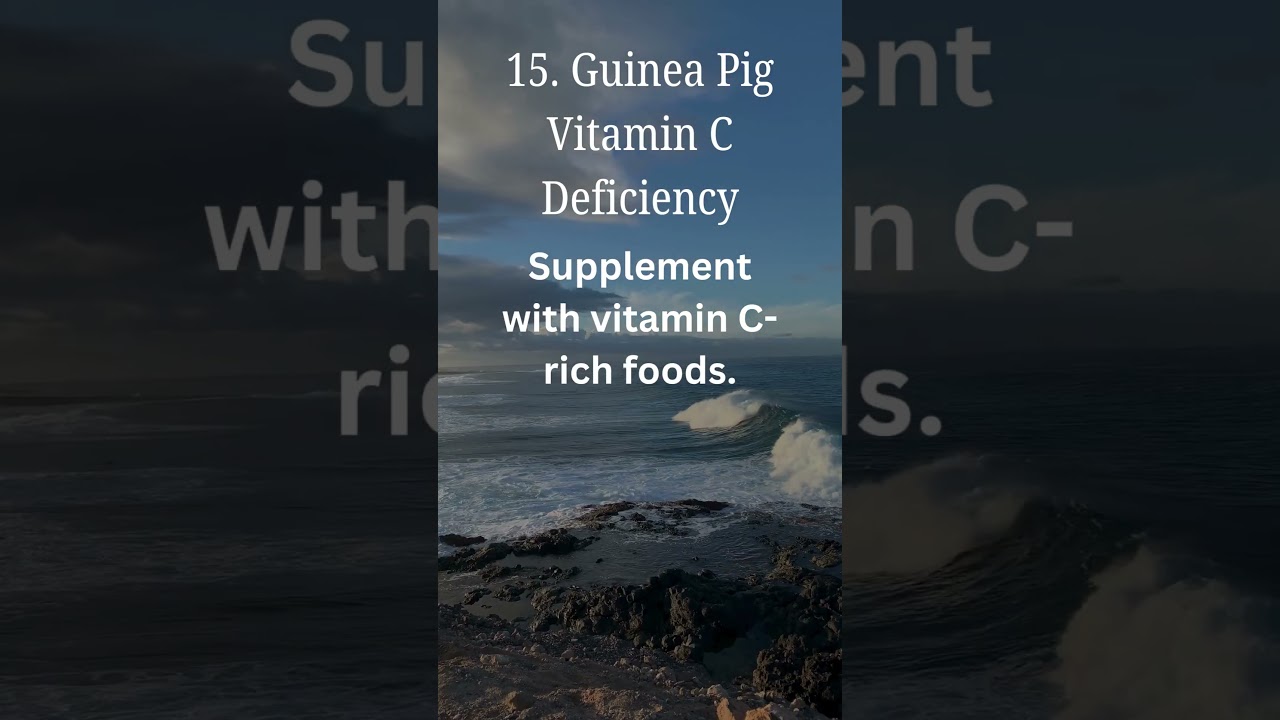 Healthy Paws: Pet Nutrition Unleashed