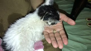 Kid Rescues Kitten Trapped Inside Pipe || ViralHog