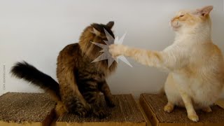 Cats Give the Funniest Slaps by Cat Lessons 45,497 views 6 years ago 48 seconds
