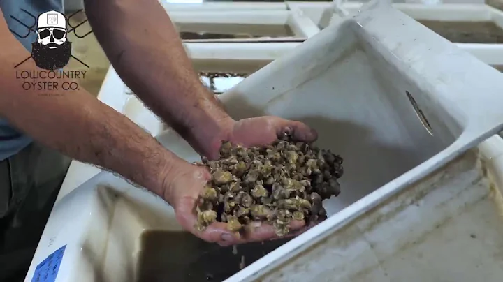 Trey McMillan of Lowcountry Oyster Company