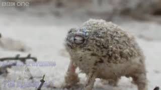 Angry Squeaking Maiev
