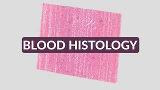 How Rare Are White Blood Cells? Understanding the Differential | Blood Histology Made Easy