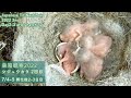【巣箱観察2022】シジュウカラ たまご6個全部孵化！（2022/7/4-5 孵化後2-3日目/ 観察21-22日目）