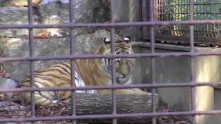 アムールトラのルビリン(東山動物園)