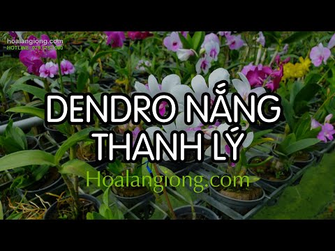 Thanh lý dendro nắng và màu giá siêu rẻ | Foci