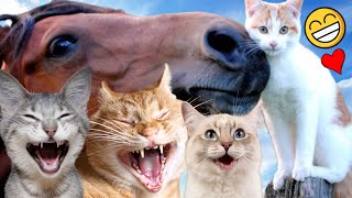 Funny Cats videos #2 😹❗crazy files and fun