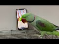 Parrot Talking рџ њ Parrot Sound Green Parrot Talking Parrot Talking рџ њ Parrot Sound Green Parrot Talking
