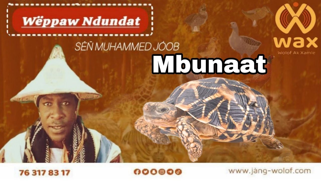 Mbunaat ak li ci aju.