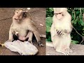 Baby monkey enjoy with best food banana!!