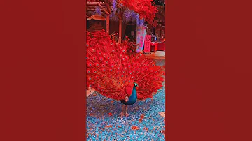 Amazing Peacock Dance Video Youtubeshorts Shortvideo Sbyshorts 