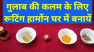 Homemade rooting harmone for Rose || गुलाब की कलम में roots लाने के लिए special चटनी