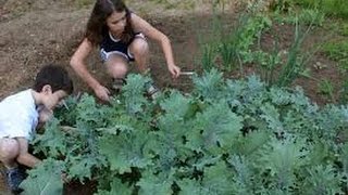 Kale vegetable-What You need To know About Kale Vegetable