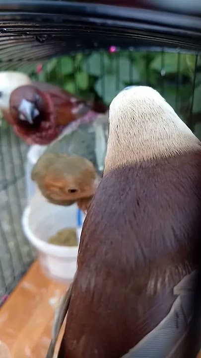 pancingan emprit kaji original