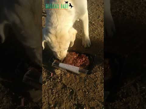 CIRUJÍA de ENTROPIÓN en Perros | Experiencia de Recuperación con dieta Natural de NATURABARF
