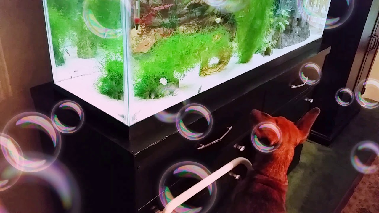 Dog after fish YouTube