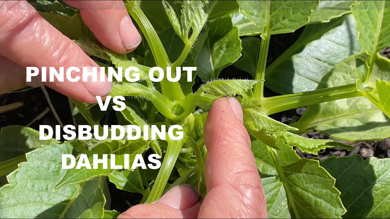264. The Difference Between Pinching Out & Disbudding Dahlias. - YouTube