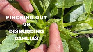 264. The Difference Between Pinching Out & Disbudding Dahlias.