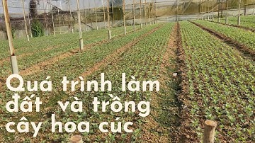 Quá trình sử lý đất và trồng cây hoa cúc