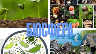 картинка: Біосфера