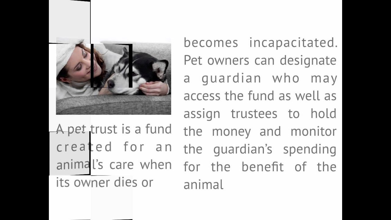 Wills In Adelaide: Adelaide Pet Owners Include Animals in Their Wills