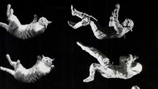 The falling cat phenomenon that helped NASA prepare astronauts for zero gravity.