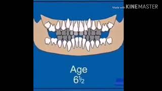 Sequence of tooth eruption animation