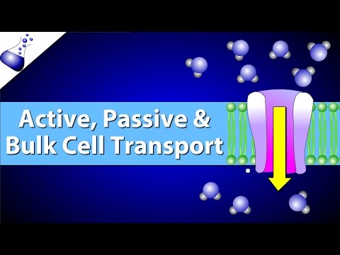 Active, Passive, and Bulk Cell Transport