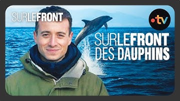 Sur le front des dauphins avec Hugo Clément (Intégrale) - Sur le front avec Hugo Clément