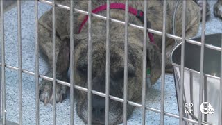Pet Friendly Rental Act to provide tax credit for landlords who allow pets in rentals